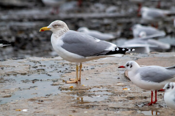seagull on the beach