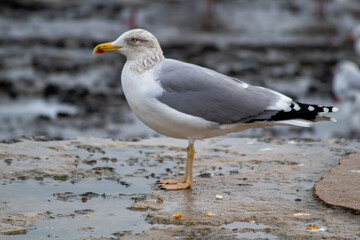 black headed gull
