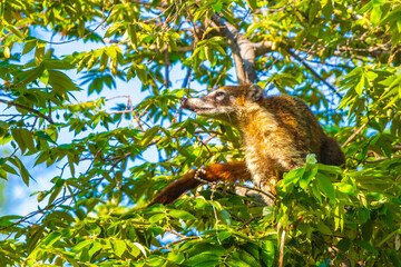 Coati climb trees branches and search fruits tropical jungle Mexico.