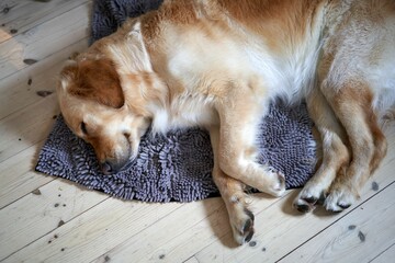 Golden retriever sleeping on the cabin floor