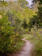path in the woods