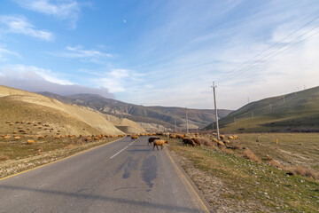 Altıagac reserve. Azerbaijan.