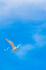 Flying seagull bird with blue sky background clouds in Mexico.