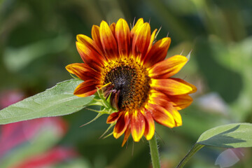 Yellow sunflowers in the sun