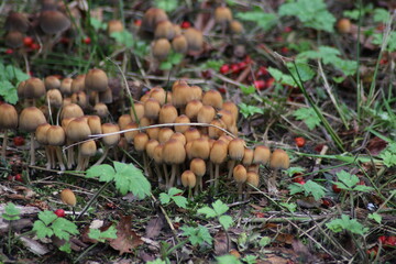 sulphur tuft or clustered woodlover in the botanic garden of Capelle aan den IJssel