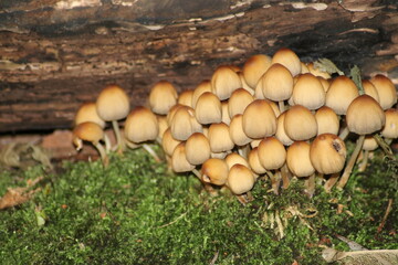 sulphur tuft or clustered woodlover in the botanic garden of Capelle aan den IJssel