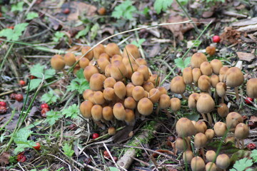 sulphur tuft or clustered woodlover in the botanic garden of Capelle aan den IJssel
