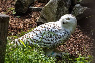 The Snowy Owl, Bubo scandiacus is a large, white owl of the owl family