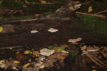 sulphur tuft or clustered woodlover in the botanic garden of Capelle aan den IJssel
