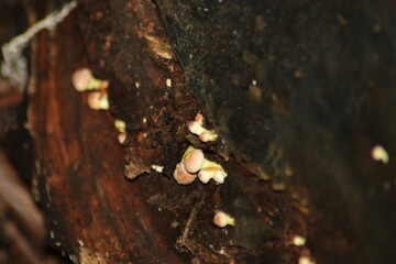 sulphur tuft or clustered woodlover in the botanic garden of Capelle aan den IJssel
