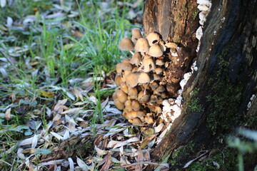 sulphur tuft or clustered woodlover in the botanic garden of Capelle aan den IJssel
