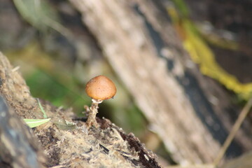 Candolleomyces candolleanus at the botanic garden in Capelle aan den IJssel