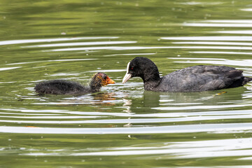 The Eurasian coot, Fulica atra swimming on the Kleinhesseloher Lake at Munich, Germany