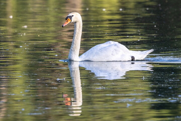 Mute swan, Cygnus olor swimming on a lake in Munich, Germany