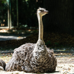 The common ostrich, Struthio camelus, or simply ostrich