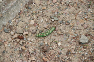 Green catapillar crawling over concrete road at the Veluwe