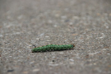 Green catapillar crawling over concrete road at the Veluwe