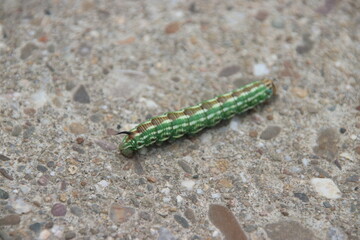 Green catapillar crawling over concrete road at the Veluwe