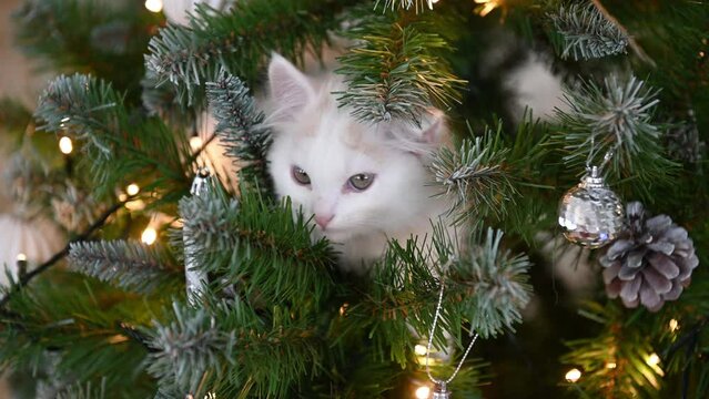white cat kitten plays on the christmas tree with christmas decorations and lights christmas concept. High quality 4k footage