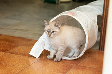 Gattino bianco gioca con il tunnel