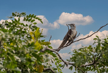 Banded Bay cuckoo