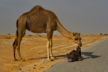 West Africa. Mauritania. A camel carefully guards a newly born little camel lying on the side of an asphalt road in the Sahara Desert.