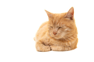 Adult ginger sleeping cat seen from the front lying down isolated on a white background