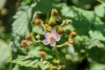 Thorns and Blossom of blackbarry plant at Park Hitland in Nieuwerkerk aan den IJssel