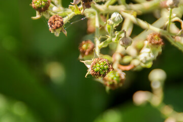 Thorns and Blossom of blackbarry plant at Park Hitland in Nieuwerkerk aan den IJssel