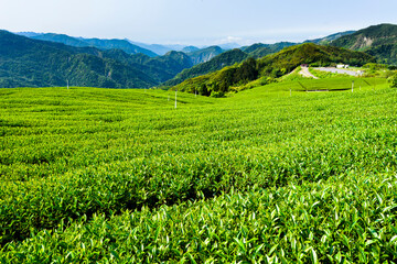 Fototapeta na wymiar Beautiful tea plantation landscape on the mountaintop of Alishan in Chiayi, Taiwan.