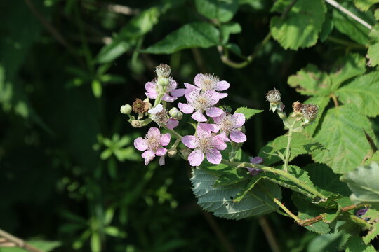 Thorns and Blossom of blackbarry plant at Park Hitland in Nieuwerkerk aan den IJssel