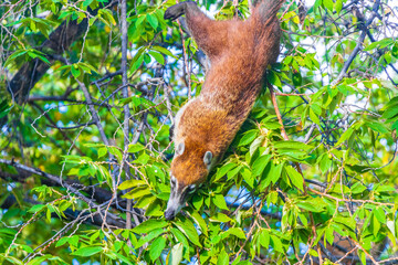 Coati climb trees branches and search fruits tropical jungle Mexico.