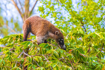 Coati climb trees branches and search fruits tropical jungle Mexico.