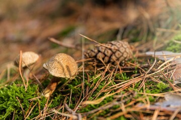 Two edible mushrooms close up. Xerocomellus chrysenteron (Boletus chrysenteron or Xerocomus chrysenteron) – edible mushroom in the forest. Mushrooming