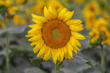 A perfect sunflower grown in summer time.