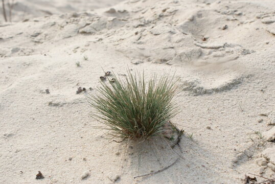 Dune grey hair-grass - tuft of grass growing in the sand.