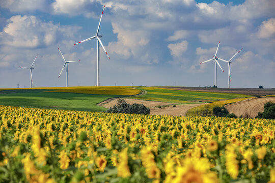 Sunflowers and wind tribunes are in the same frame in summer time, Turkey.
