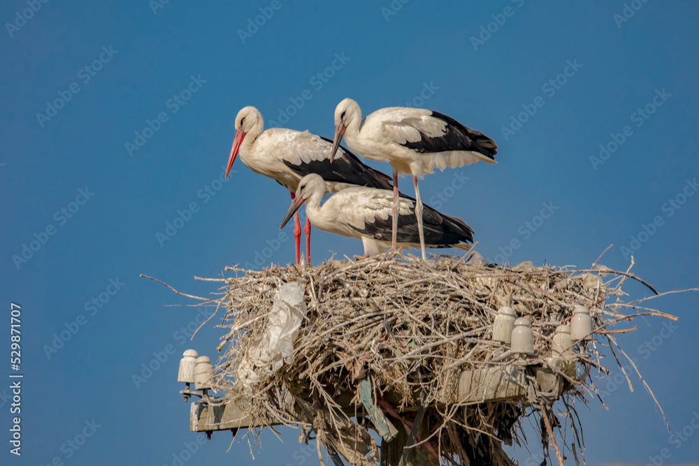 Wall mural Infant storks grown and standing on their nest in spring time. 