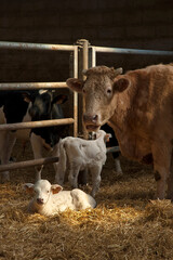 Vache dans une étable avec son veau