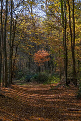 Forêt en automne avec rayons de soleil filtrant entre les arbres