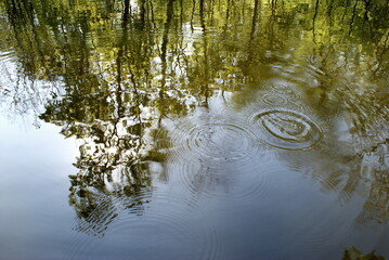 Park or forest trees reflected in the lake's water surface. Ripples of water from a fallen drop of water.
