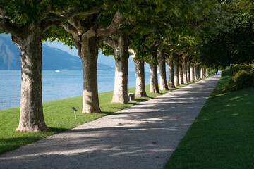 Allée bordée d'arbres