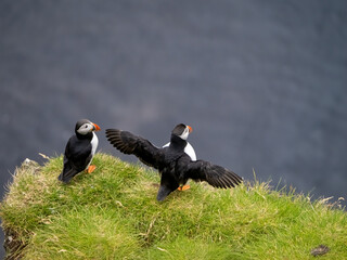Atlantic puffin colonies on the cliffs of Storhofdi, Vestmannaeyjar (Westman Islands) off the south coast of Iceland