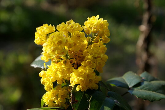 Oregon grape or holly-leaved barberry with beautiful yellow small flowers. It is an evergreen holly shrub.