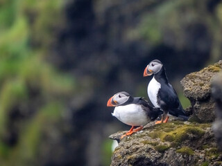 Fascinating view of Atlantic puffin colonies on the cliffs of Storhofdi, Vestmannaeyjar (Westman Islands) off the south coast of Iceland