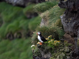 Fascinating view of Atlantic puffin colonies on the cliffs of Storhofdi, Vestmannaeyjar (Westman Islands) off the south coast of Iceland
