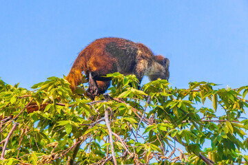 Coati climb trees branches and search fruits tropical jungle Mexico.