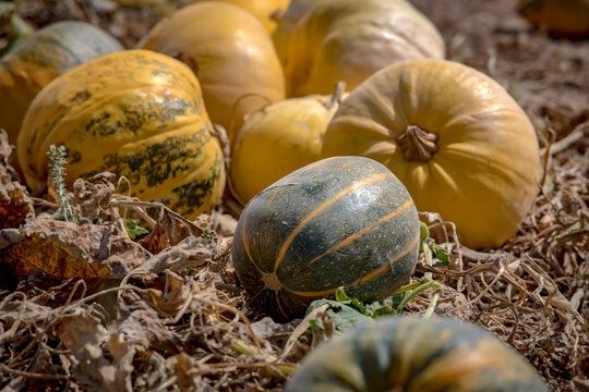 Grown pumpkins are alying on agriculture field in harvest season, Turkey.
