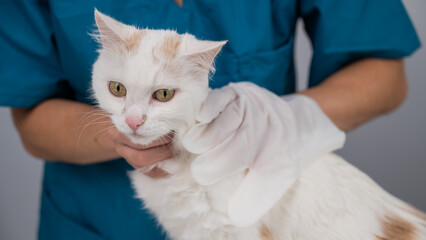 Veterinarian washing a fluffy white cat with a disposable wet glove. Pet hydrosol cleaning gloves. 