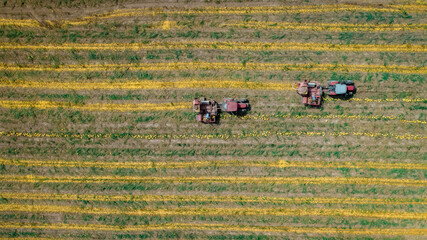 Fototapeta na wymiar Two tractors are harvesting and processing pumpkins in birds eye view.